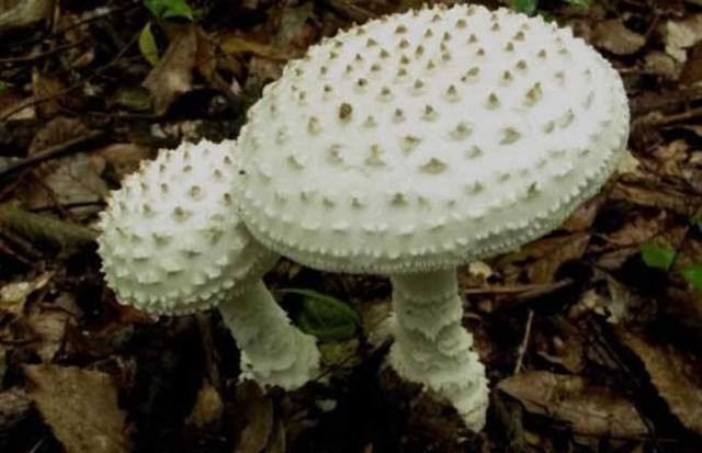 Deadly Mushrooms - Deadly mushrooms such as death cap and grey veiled amanita contain potent toxins that can lead to liver and kidney failure or even death if consumed.