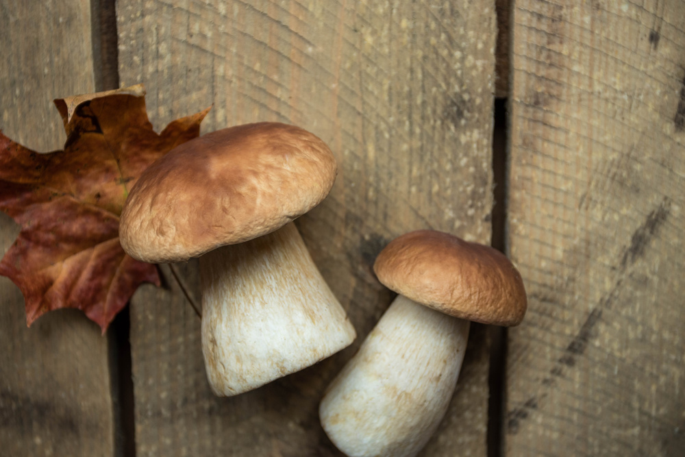 Edible Mushrooms - Common edible mushrooms include shiitake, oyster, enoki, and king trumpet mushrooms, rich in nutritional value and unique flavor.