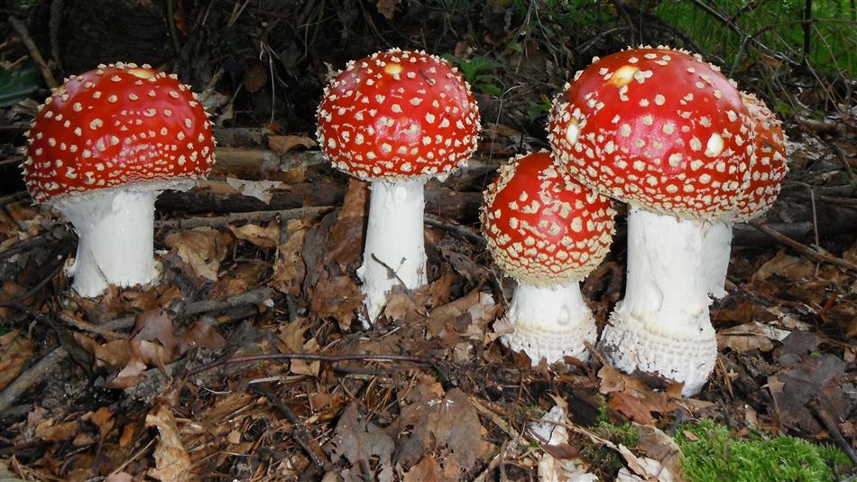 Poisonous Mushrooms - Poisonous mushrooms such as fly agaric can cause nausea, vomiting, and abdominal pain after consumption, requiring prompt medical treatment.
